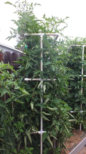 Cherokee Purple photo CherokeePurple_zps48a06e44.jpg